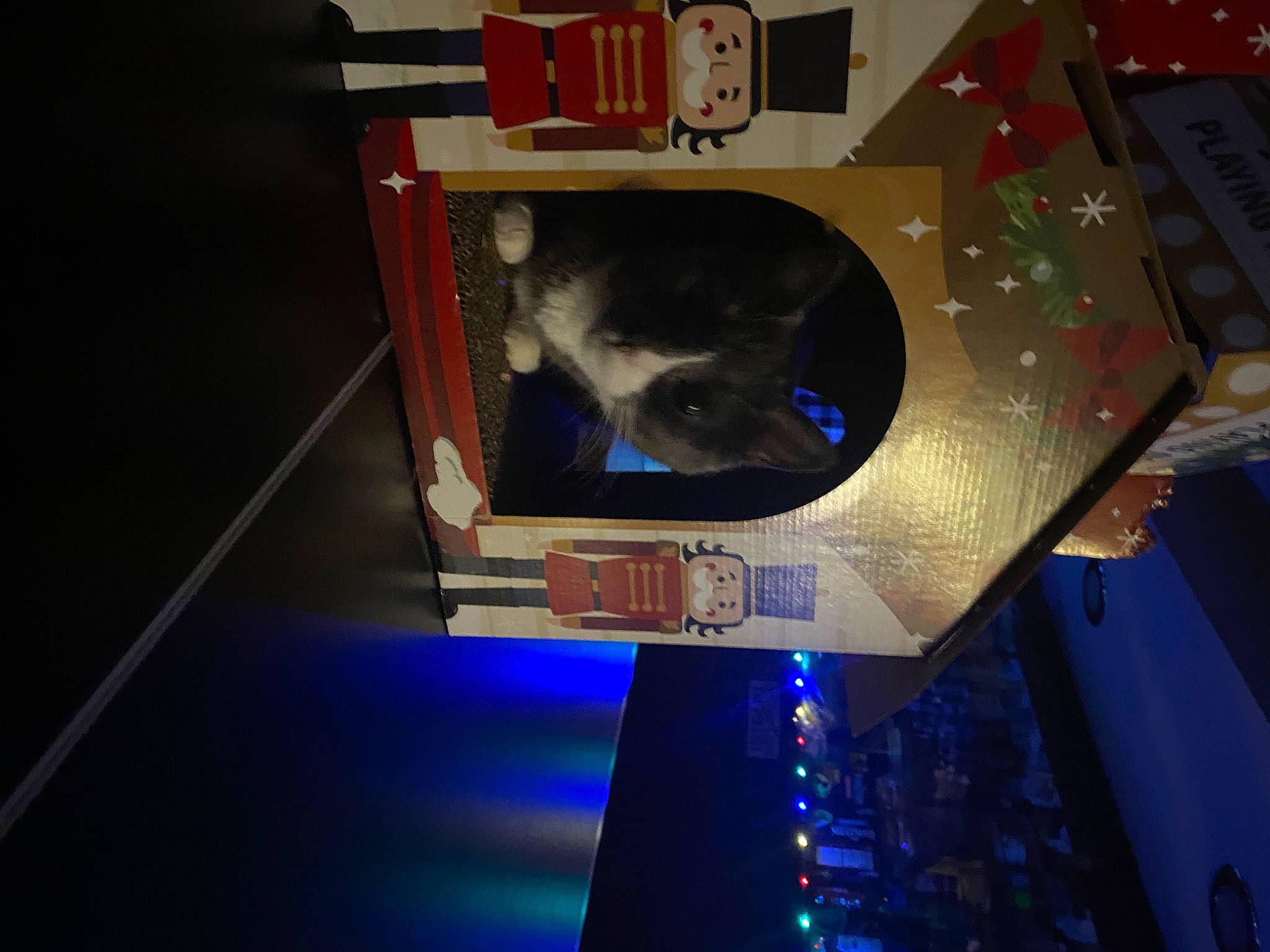 Sox joined the competition — help win amazing prizes! audio_equipment, blank_media, box, carnivore, cat, display_device, electric_blue, event, felidae, gadget, machine, multimedia, small_to_medium_sized_cats, space, whiskers