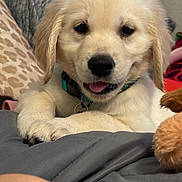 Olivea joined the competition — help win amazing prizes! animal, blanket, bodypart, canine, cockerspaniel, couch, cushion, dog, eskimodog, furniture, goldenretriever, homedecor, hound, labradorretriever, person, pet, poodle, puppy, sleeping, whitedog