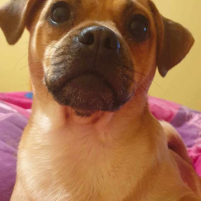Jake