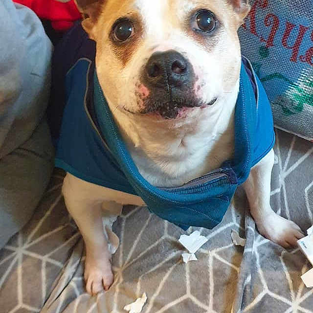 Max is registered to the contest to win money with this photo: canidae, carnivore, collar, companion_dog, dog, dog_breed, dog_clothes, dog_supply, fawn, linens, non_sporting_group, pattern, pet_supply, snout, sporting_group, whiskers, working_animal, working_dog
