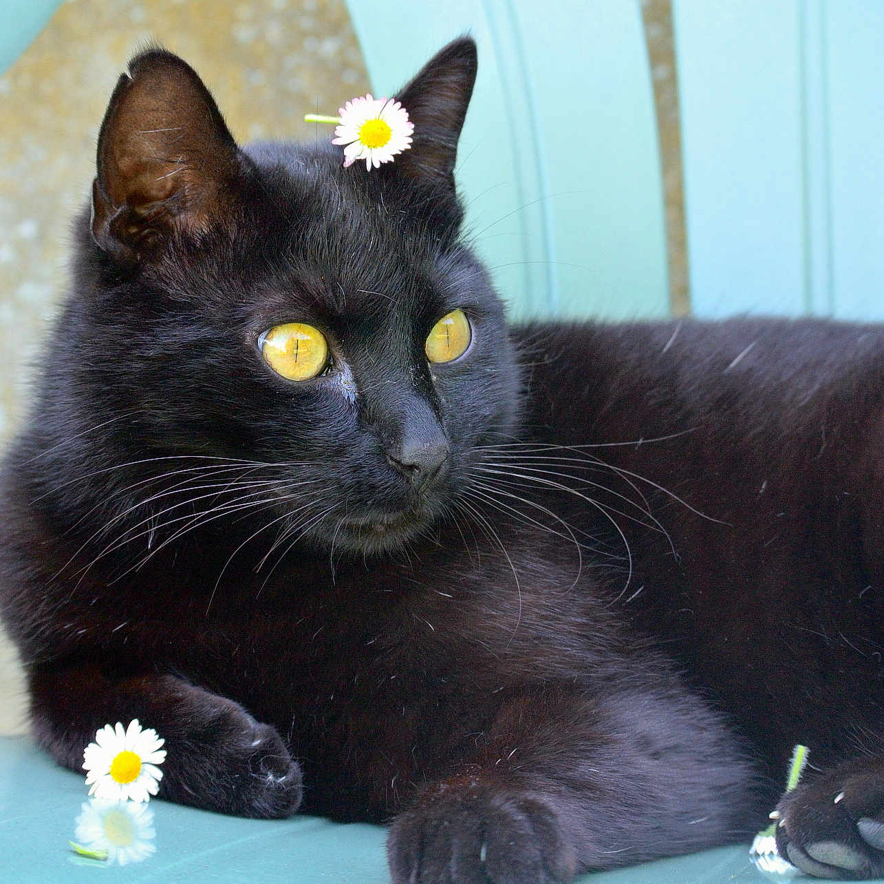 Shadow a rejoint le concours — aidez-le/la à gagner de superbes lots ! animal, black_cat, cat, chair, close_up, cute, daisy, domestic_cat, feline, flower, nature, outdoor, paw, pet, portrait, relaxed, resting, soft_fur, whiskers, yellow_eyes
