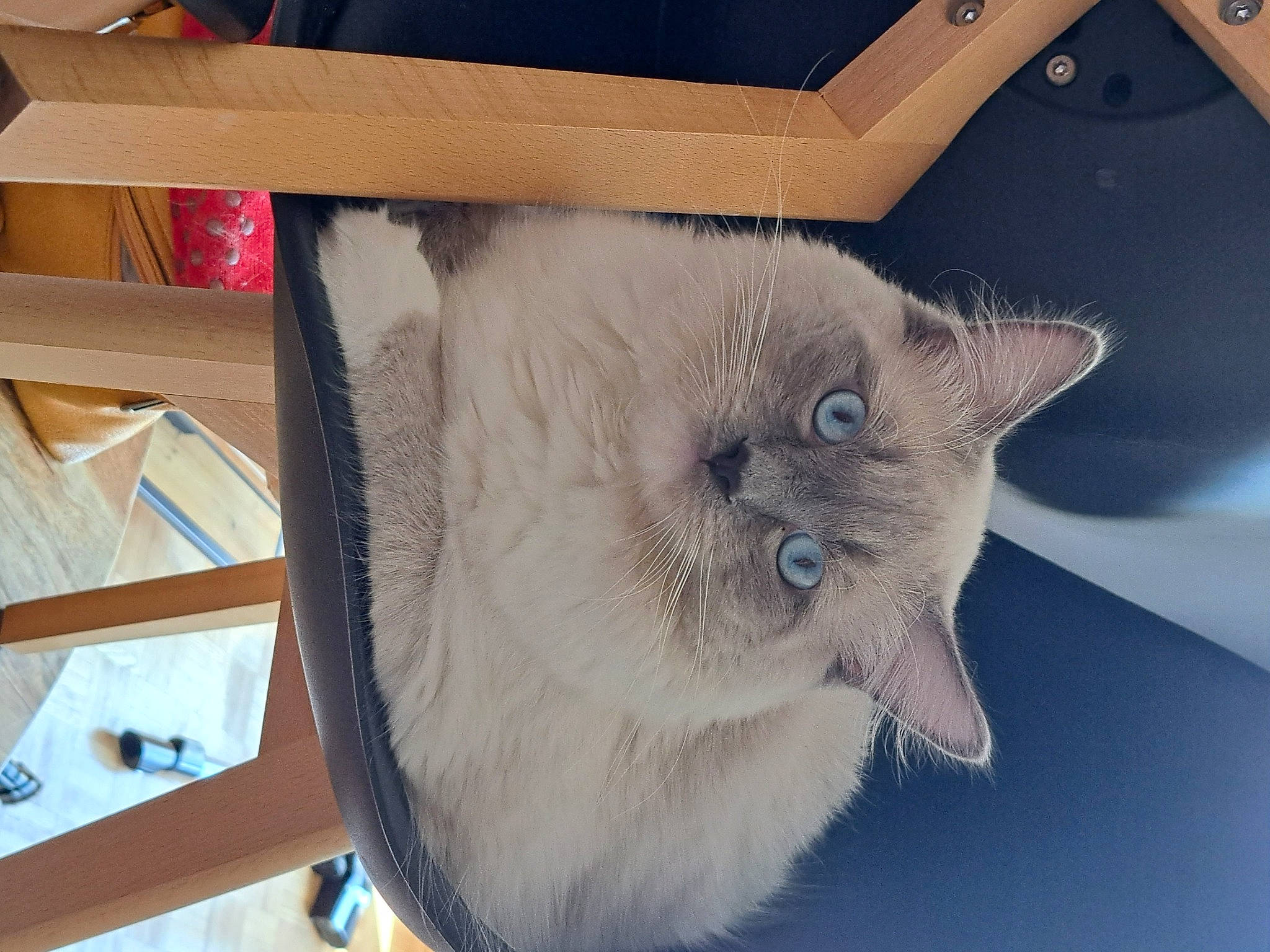 Timon a rejoint le concours — aidez-le/la à gagner de superbes lots ! balinese, birman, box, carnivore, cat, chartreux, domestic_short_haired_cat, fawn, felidae, fur, hardwood, paw, small_to_medium_sized_cats, snout, tail, thai, tonkinese, whiskers, window, wood