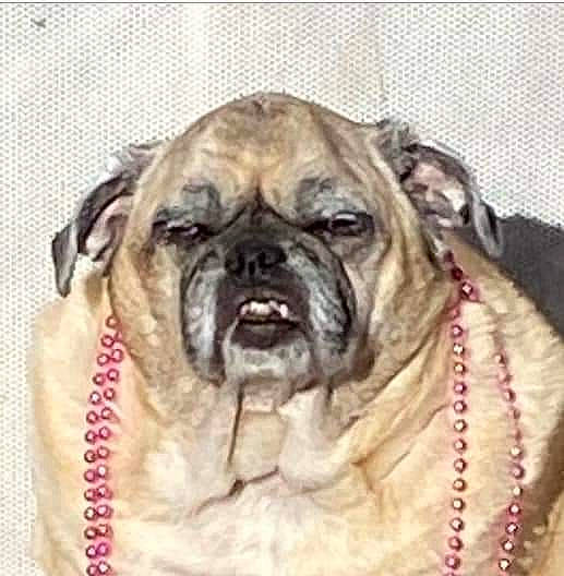 Chelsea joined the competition — help win amazing prizes! ancient_dog_breeds, canidae, carnivore, companion_dog, dog, dog_breed, event, fawn, fur, non_sporting_group, ori_pei, pug, snout, sporting_group, toy_dog, whiskers, working_dog, wrinkle