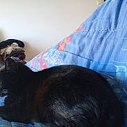 Milou participe au concours pour gagner de l'argent avec cette photo : cat, black_cat, sleeping, bed, blanket, floral_pattern, furniture, dresser, clothes, indoor, pet, cozy, resting, animal, fur, domestic_cat, cute, relaxed, home, comfort