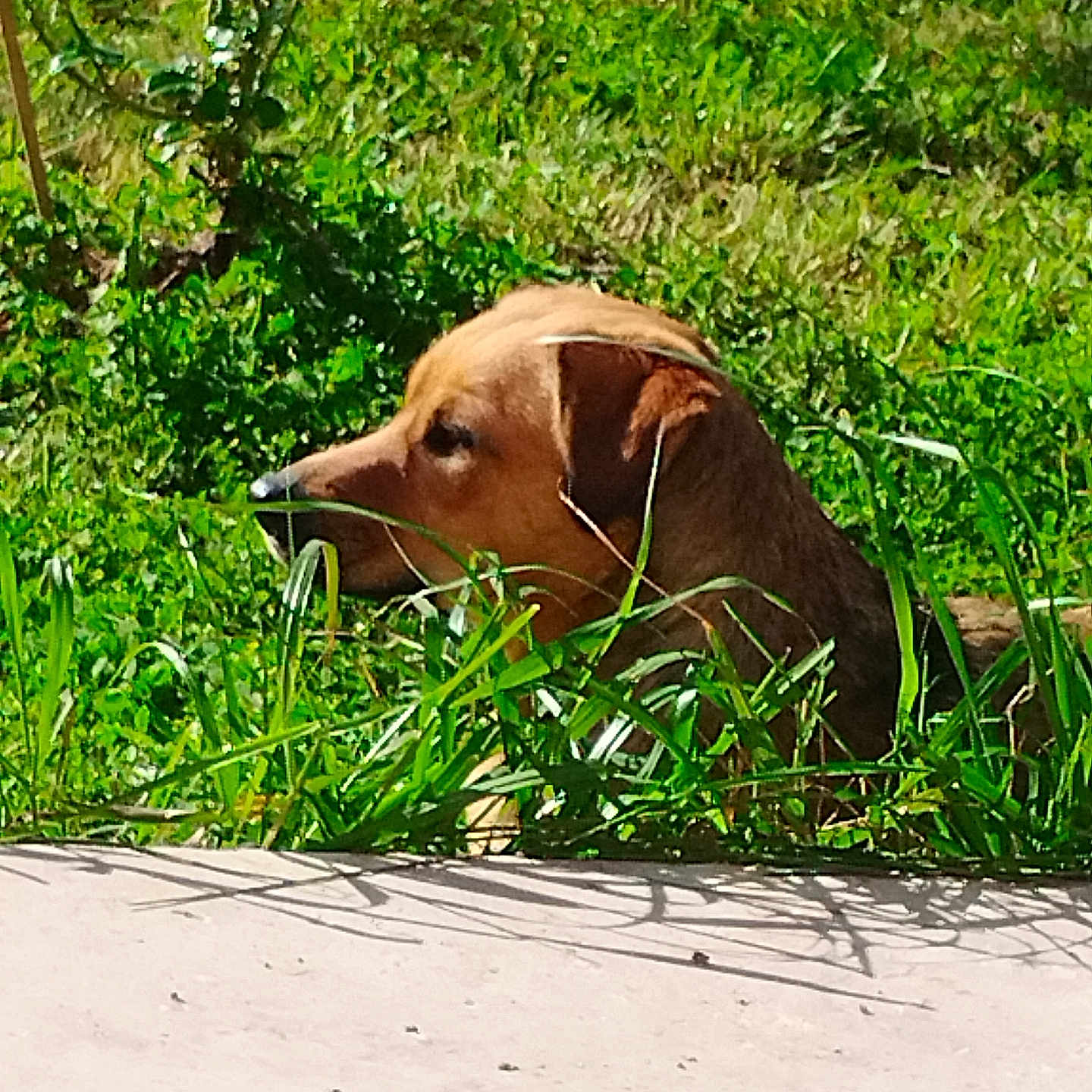 Uriel participe au concours pour gagner de l'argent avec cette photo : animal, canine, dog, field, goldenretriever, grass, grassland, green, herbal, herbs, hound, labradorretriever, lawn, nature, outdoors, pet, plant, puppy, tree, vegetation