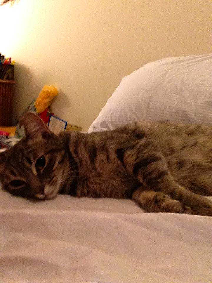 Boo-boo joined the competition — help win amazing prizes! american_shorthair, asian, bed, bengal, carnivore, cat, domestic_short_haired_cat, dragon_li, ear, european_shorthair, felidae, fur, kitten, nap, pixie_bob, sand, sleep, small_to_medium_sized_cats, tabby_cat, whiskers