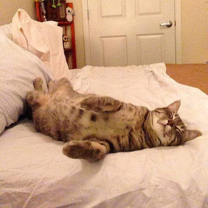 Boo-boo is registered to the contest to win money with this photo: american_shorthair, asian, bed, carnivore, cat, comfort, ear, european_shorthair, felidae, fur, furniture, kitten, nap, norwegian_forest_cat, paw, pixie_bob, sleep, small_to_medium_sized_cats, tabby_cat, whiskers