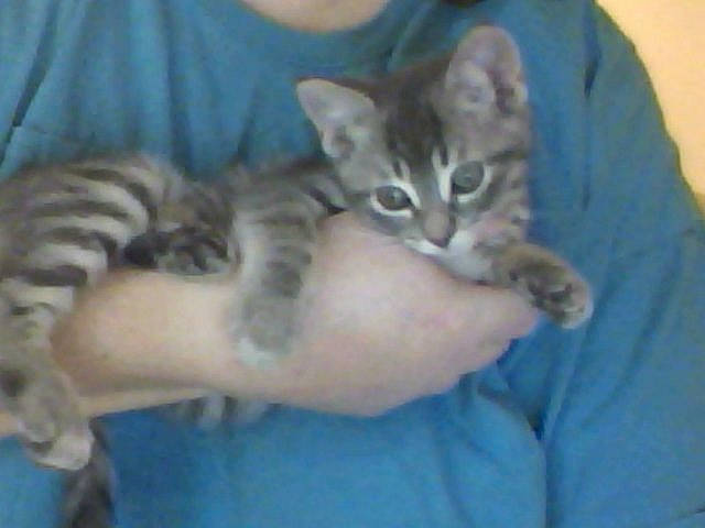 Boo-boo joined the competition — help win amazing prizes! aegean_cat, american_shorthair, american_wirehair, arabian_mau, asian, australian_mist, carnivore, cat, domestic_short_haired_cat, dragon_li, european_shorthair, felidae, kitten, mammal, polydactyl_cat, singapura, small_to_medium_sized_cats, tabby_cat, vertebrate, whiskers