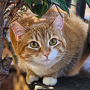 Pumpkin joined the competition — help win amazing prizes! cat, orange_tabby, green_eyes, whiskers, outdoor, leafy_branch, wooden_ledge, curious, fur, pet, animal, nature, closeup, mammal, domestic_cat, alert, portrait, cute, small_paws, daylight