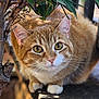 cat, orange_tabby, green_eyes, whiskers, outdoor, leafy_branch, wooden_ledge, curious, fur, pet, animal, nature, closeup, mammal, domestic_cat, alert, portrait, cute, small_paws, daylight