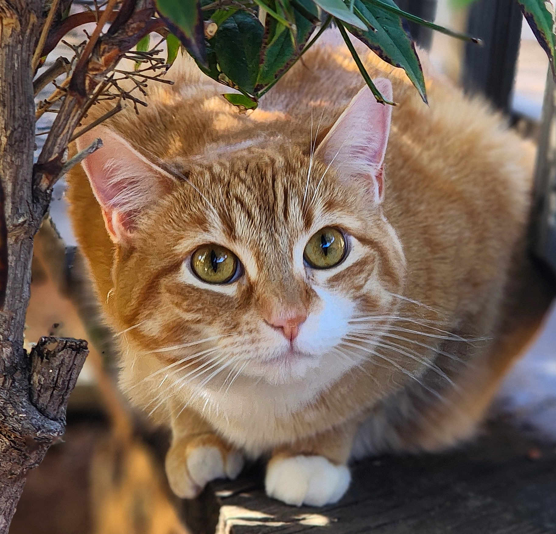 Pumpkin joined the competition — help win amazing prizes! cat, orange_tabby, green_eyes, whiskers, outdoor, leafy_branch, wooden_ledge, curious, fur, pet, animal, nature, closeup, mammal, domestic_cat, alert, portrait, cute, small_paws, daylight