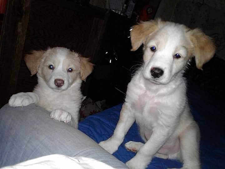 Bo And Alice