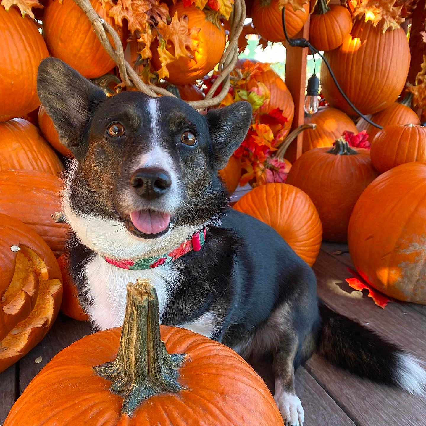 Tequila joined the competition — help win amazing prizes! animal, architecture, building, canine, dog, face, food, head, outdoors, person, pet, photography, plant, portrait, produce, pumpkin, puppy, shelter, squash, vegetable