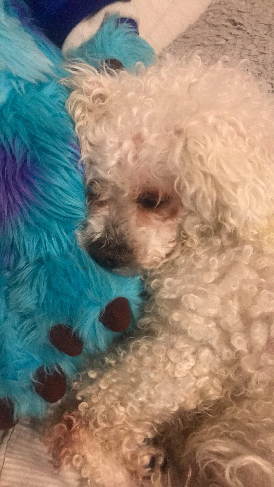 Colin is registered to the contest to win money with this photo: aqua, bichon, canidae, carnivore, companion_dog, dog, dog_breed, dog_supply, goldendoodle, natural_material, organism, poodle, poodle_crossbreed, snout, teal, toy_dog, turquoise, vertebrate, water_dog, working_animal