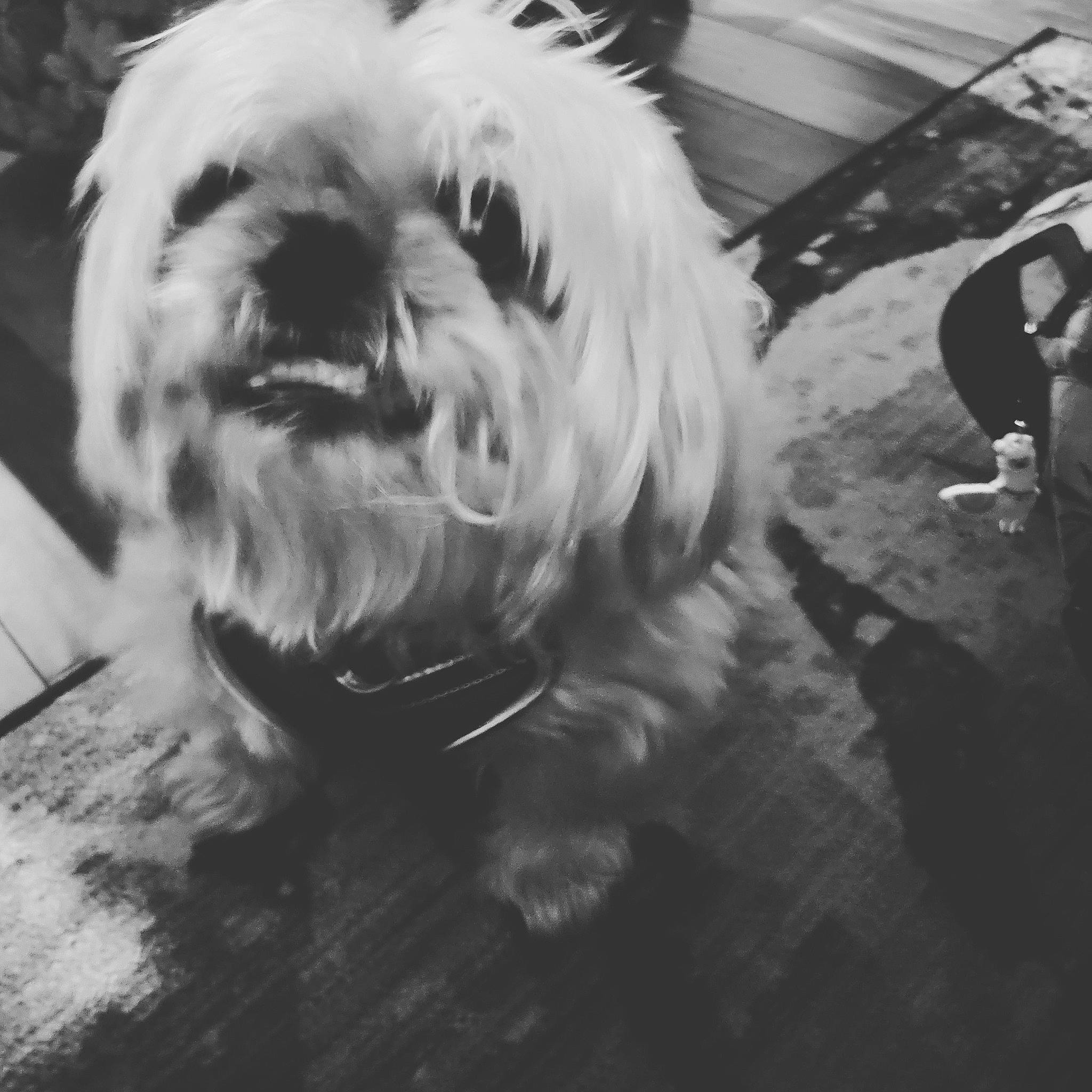 Gulliver joined the competition — help win amazing prizes! canidae, carnivore, companion_dog, dog, dog_breed, fur, maltepoo, monochrome, monochrome_photography, non_sporting_group, sandal, shih_poo, shih_tzu, small_terrier, snout, sporting_group, terrier, toy_dog, whiskers, working_animal