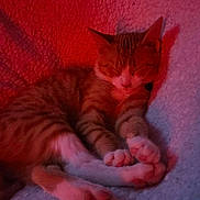 Nala is registered to the contest to win money with this photo: cat, kitten, tabby, orange_cat, sleeping, sleepy, curled_up, paws, whiskers, ears, fur, blanket, cozy, indoor, close_up, portrait, soft_texture, red_lighting, purple_lighting, nap