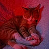 cat, kitten, tabby, orange_cat, sleeping, sleepy, curled_up, paws, whiskers, ears, fur, blanket, cozy, indoor, close_up, portrait, soft_texture, red_lighting, purple_lighting, nap
