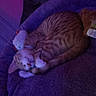 cat, orange_cat, sleeping, curled_up, pet, animal, furry, striped_fur, cat_bed, plush_bed, stuffed_toy, toy, cozy, indoors, purple_lighting, low_light, relaxed, resting, cute, portrait