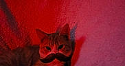 Nala is registered to the contest to win money with this photo: cat, kitten, mustache, blanket, cozy, indoor, portrait, pet, feline, lying_down, relaxed, red_lighting, dramatic_lighting, whiskers, ears, paws, fur, bed, sleeping_area, humorous