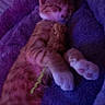 Nala is registered to the contest to win money with this photo: cats, kitten, ginger_cat, orange_cat, white_cat, sleeping, sleepy, cuddling, pile, fur, whiskers, ears, paws, blanket, bed, indoor, portrait, dim_lighting, purple_lighting, cozy