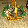 cat, tabby, basket, plush_toy, tiger_toy, green_blanket, carpet, indoor, pet, cozy, resting, cute, animal, wicker, feline, stuffed_animal, home, relaxing, brown, furniture