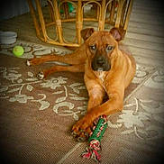 Jett is registered to the contest to win money with this photo: dog, brown_dog, toy, rope_toy, rug, patterned_rug, indoor, floor, furniture, wicker_furniture, tennis_ball, pet, animal, paw, lying_down, relaxed, domestic, canine, playful, home