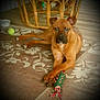 dog, brown_dog, toy, rope_toy, rug, patterned_rug, indoor, floor, furniture, wicker_furniture, tennis_ball, pet, animal, paw, lying_down, relaxed, domestic, canine, playful, home