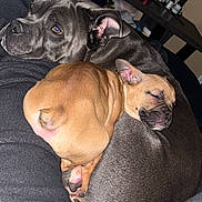 Figg joined the competition — help win amazing prizes! dog, sleeping, cuddle, snuggling, gray_dog, tan_dog, blanket, indoor, resting, pet, canine, cozy, fur, paw, ear, home, shelf, bottle, candle, relaxation