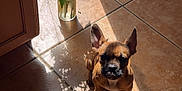Figg is registered to the contest to win money with this photo: dog, puppy, flower_vase, flowers, shadow, sunlight, tile_floor, indoor, brown_dog, red_flowers, pink_flowers, white_flowers, green_leaves, vase, ears, pet, floor, shadow_play, natural_light, cute