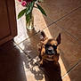 dog, puppy, flower_vase, flowers, shadow, sunlight, tile_floor, indoor, brown_dog, red_flowers, pink_flowers, white_flowers, green_leaves, vase, ears, pet, floor, shadow_play, natural_light, cute