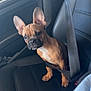 dog, puppy, car, seatbelt, leather_seat, brown_dog, pet, alert, ears, inside_car, vehicle, sitting, safety, companion, cute, domestic_animal, young_dog, seat, travel, small_dog