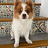 puppy, dog, pet, fluffy, brown_and_white, sitting, portrait, close_up, face, ears, eyes, nose, paws, fur, staircase, tile, patterned_tiles, wood, indoor, adorable