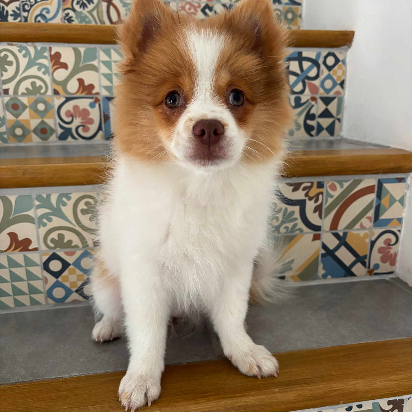 Bella