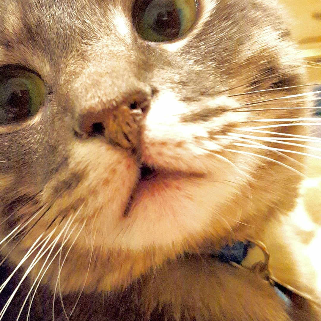 Mercury is registered to the contest to win money with this photo: asian, carnivoran, cat, cat_like_mammal, close_up, domestic_short_haired_cat, dragon_li, eye, fauna, fur, kitten, mammal, nose, small_to_medium_sized_cats, snout, tabby_cat, whiskers