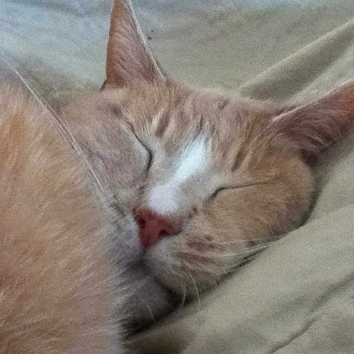 Bubba