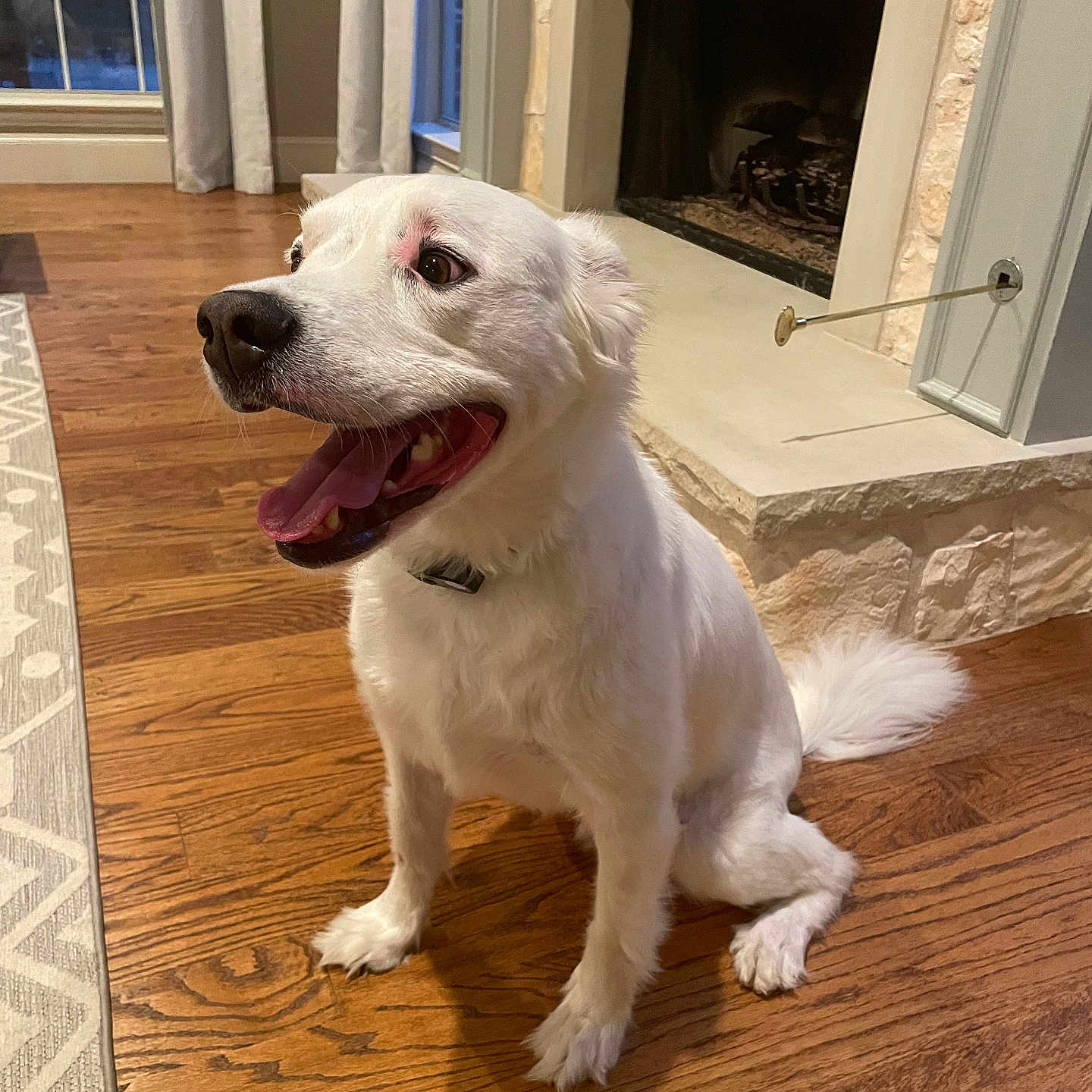 Dexter joined the competition — help win amazing prizes! animal, architecture, canine, dog, eskimodog, fireplace, goldenretriever, hardwood, hearth, hound, husky, indoors, interiordesign, labradorretriever, person, pet, plywood, puppy, whitedog, wood