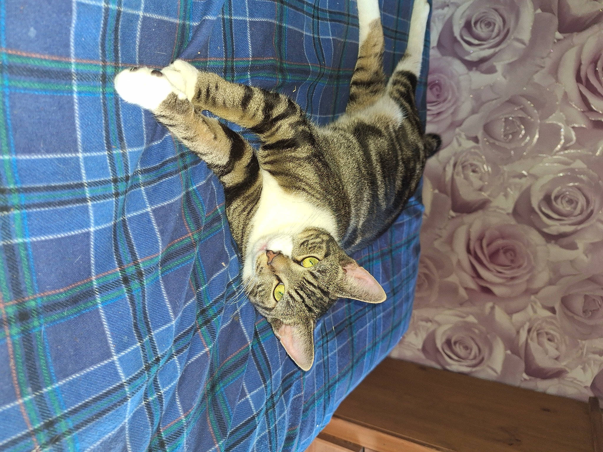 Teddy is registered to the contest to win money with this photo: carnivore, cat, comfort, domestic_short_haired_cat, felidae, flooring, fur, grey, linens, pattern, petal, plaid, rose, rose_family, small_to_medium_sized_cats, tail, tartan, textile, whiskers, wood