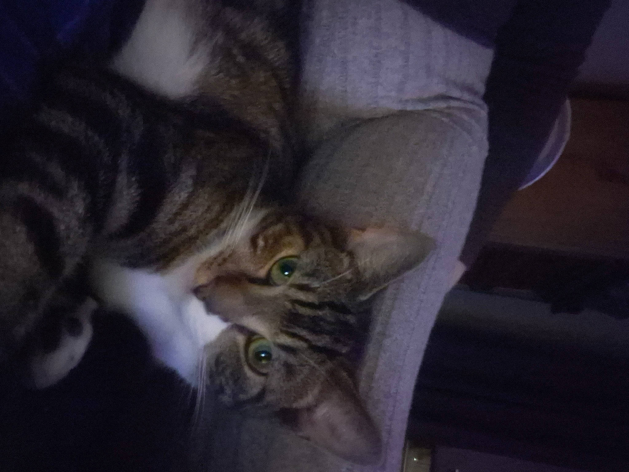 Teddy joined the competition — help win amazing prizes! carnivore, cat, claw, comfort, darkness, domestic_short_haired_cat, ear, eye, felidae, fur, grey, head, night, paw, small_to_medium_sized_cats, snout, tail, whiskers, wildlife