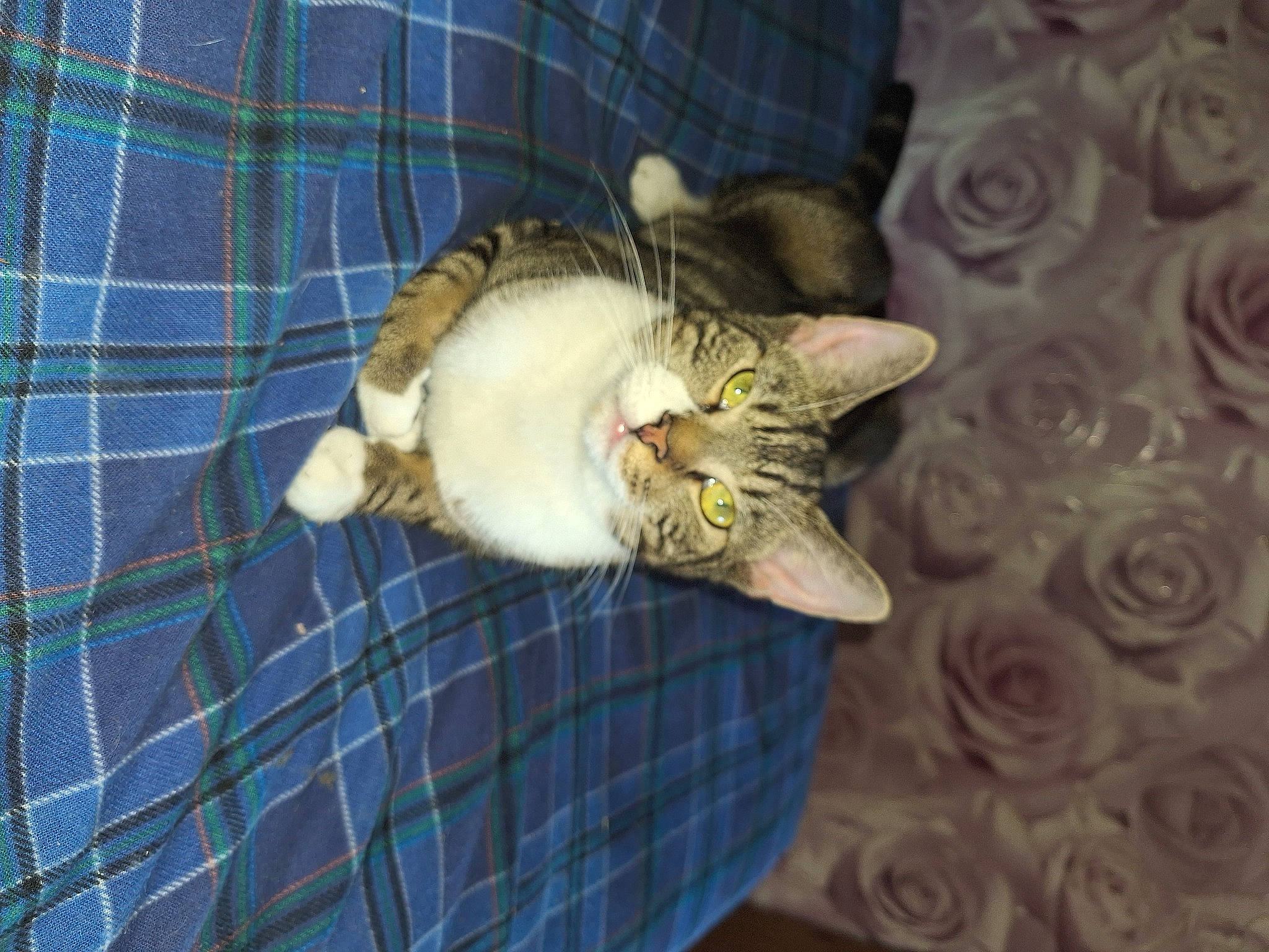 Teddy joined the competition — help win amazing prizes! carnivore, cat, cat_supply, claw, comfort, domestic_short_haired_cat, fawn, felidae, fur, nap, pattern, paw, plaid, plant, small_to_medium_sized_cats, snout, tail, tartan, whiskers, wood