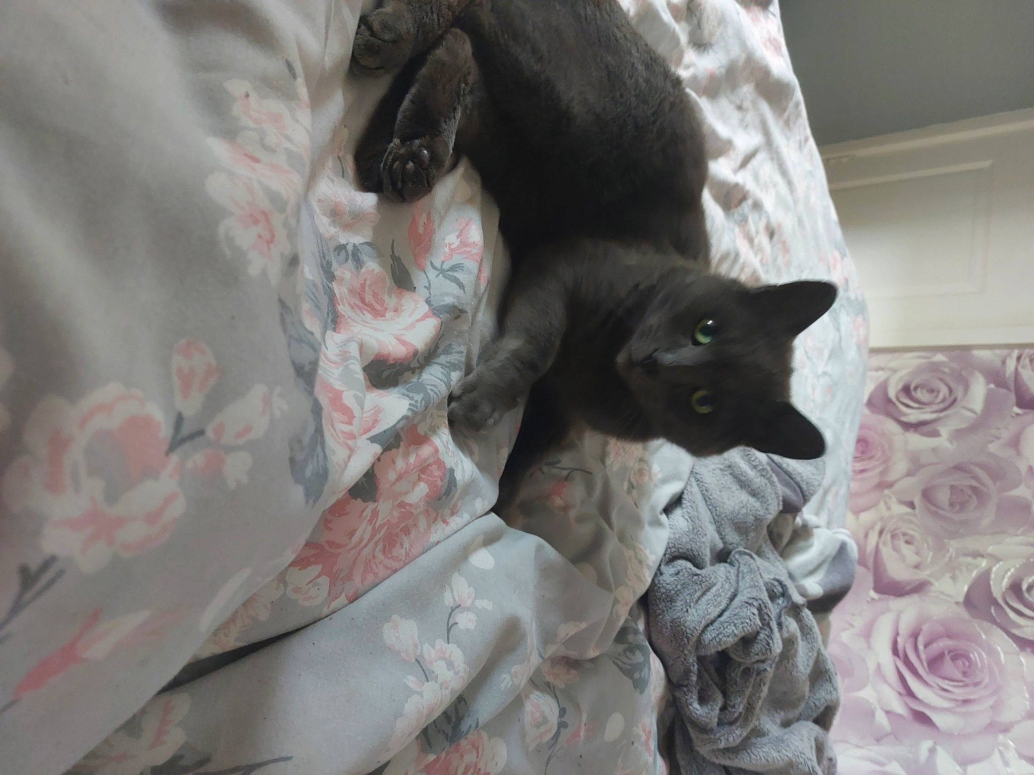 Smokey is registered to the contest to win money with this photo: bed, bed_sheet, bedding, black_cat, bombay, carnivore, cat, cat_supply, claw, comfort, domestic_short_haired_cat, felidae, fur, grey, linens, pattern, small_to_medium_sized_cats, tail, vertebrate, whiskers