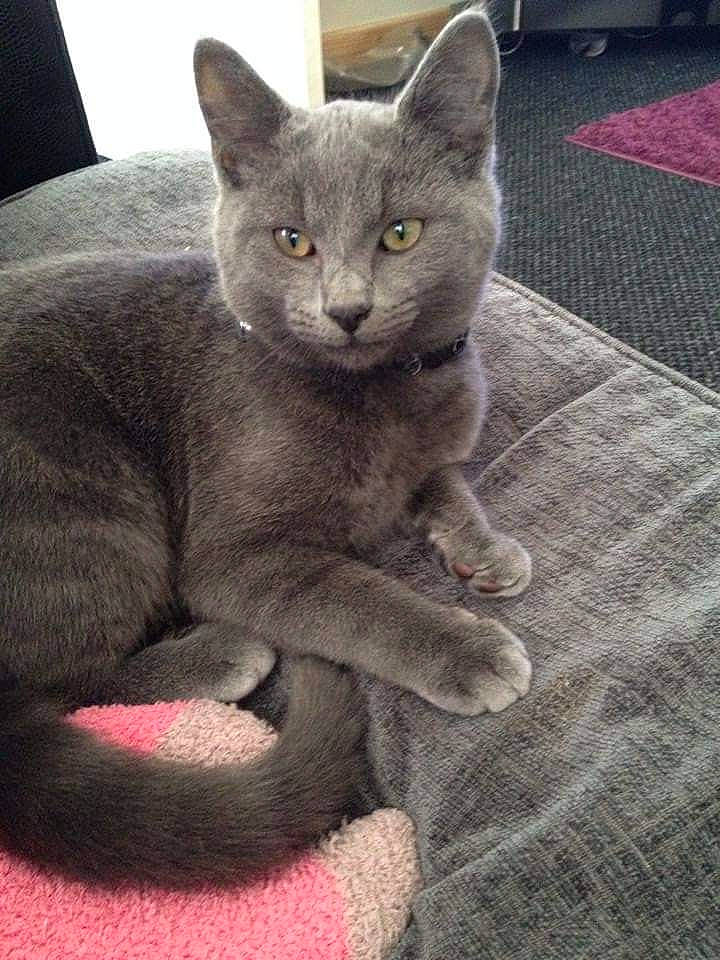 Smokey joined the competition — help win amazing prizes! carnivore, cat, claw, domestic_short_haired_cat, felidae, fur, grey, russian_blue, sitting, small_to_medium_sized_cats, snout, tail, terrestrial_animal, whiskers, window