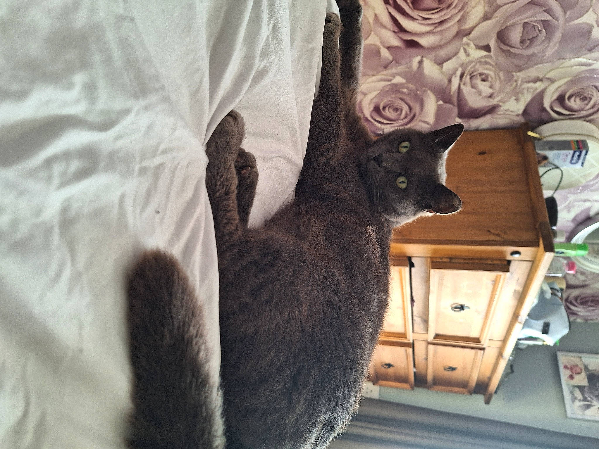 Smokey is registered to the contest to win money with this photo: black_cat, box, carnivore, cat, comfort, domestic_short_haired_cat, felidae, fur, grey, linens, plant, rose, shipping_box, small_to_medium_sized_cats, tail, terrestrial_animal, tree, whiskers, wood