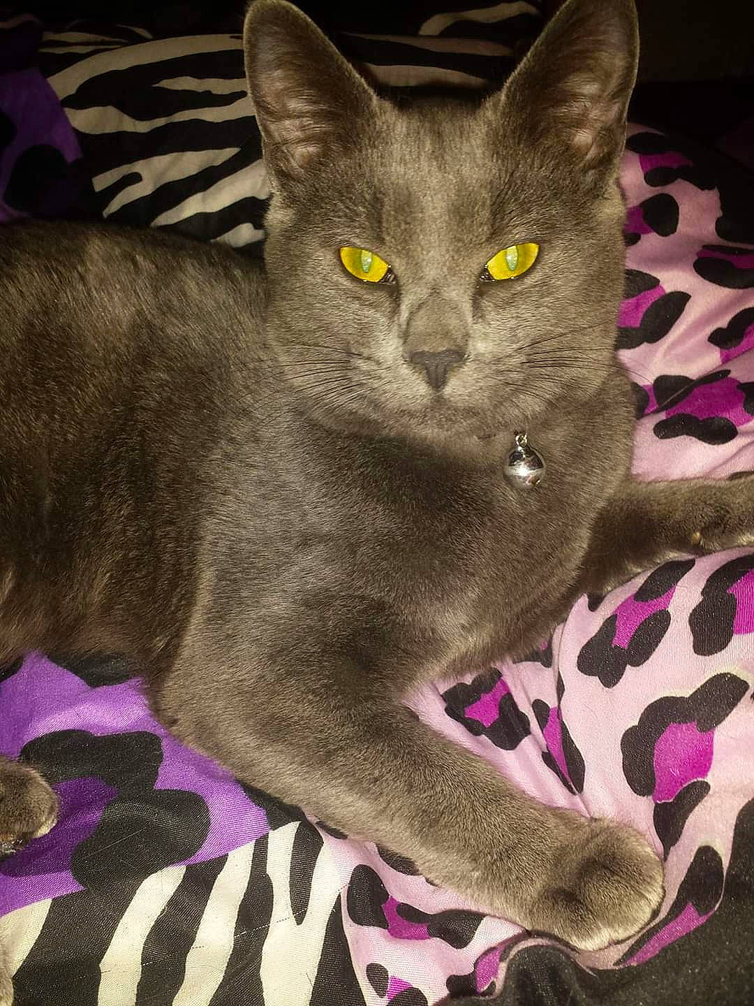 Smokey is registered to the contest to win money with this photo: carmine, carnivore, cat, comfort, domestic_short_haired_cat, felidae, fur, grey, havana_brown, magenta, organism, pattern, purple, russian_blue, small_to_medium_sized_cats, snout, terrestrial_animal, whiskers