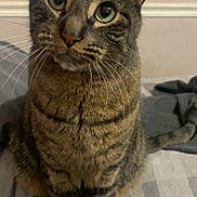 Ryder is registered to the contest to win money with this photo: animal, bed, blanket, cat, closeup, curious, cute, domestic, ears, eyes, feline, fur, indoor, mammal, pet, portrait, sitting, stripes, tabby, whiskers
