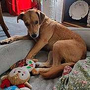 Missy joined the competition — help win amazing prizes! dog, plush_toy, indoor, bed, carpet, plant, furniture, decor, window, curtain, red_cloth, wooden_shelf, plate, floral_pattern, tail, paw, animal, pet, cozy, soft_light