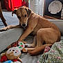 dog, plush_toy, indoor, bed, carpet, plant, furniture, decor, window, curtain, red_cloth, wooden_shelf, plate, floral_pattern, tail, paw, animal, pet, cozy, soft_light