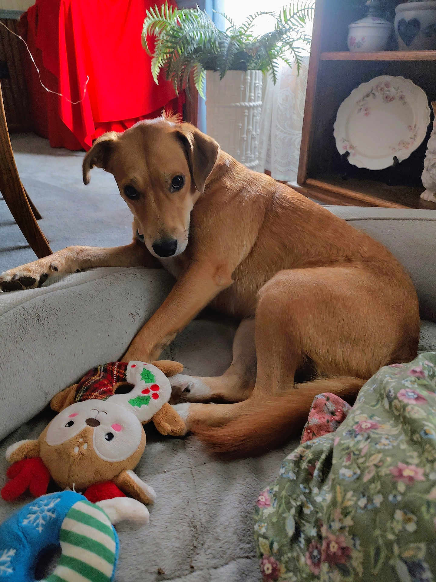 Missy joined the competition — help win amazing prizes! dog, plush_toy, indoor, bed, carpet, plant, furniture, decor, window, curtain, red_cloth, wooden_shelf, plate, floral_pattern, tail, paw, animal, pet, cozy, soft_light