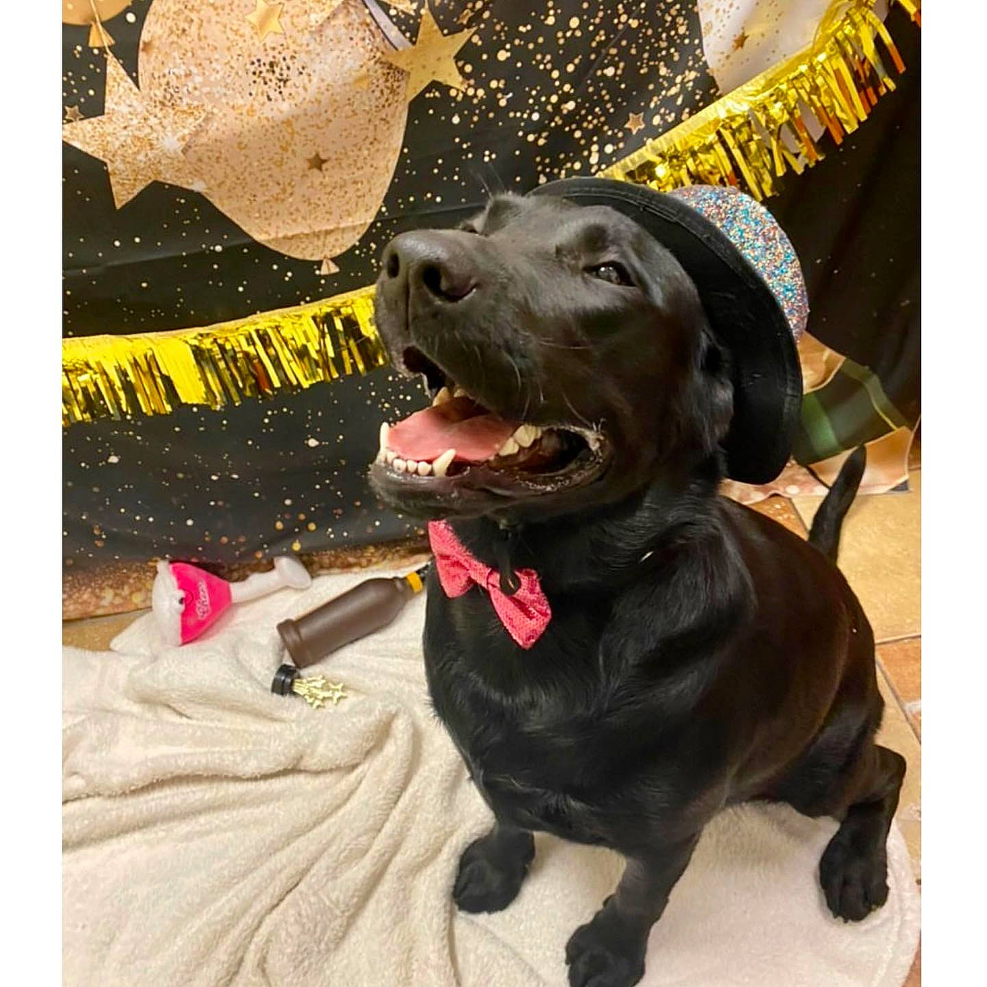 Abraham joined the competition — help win amazing prizes! canidae, carnivore, collar, companion_dog, dog, dog_breed, dog_collar, labrador_retriever, leash, linens, liver, pet_supply, snout, sporting_group, tongue, tooth, vertebrate, whiskers, working_animal, working_dog