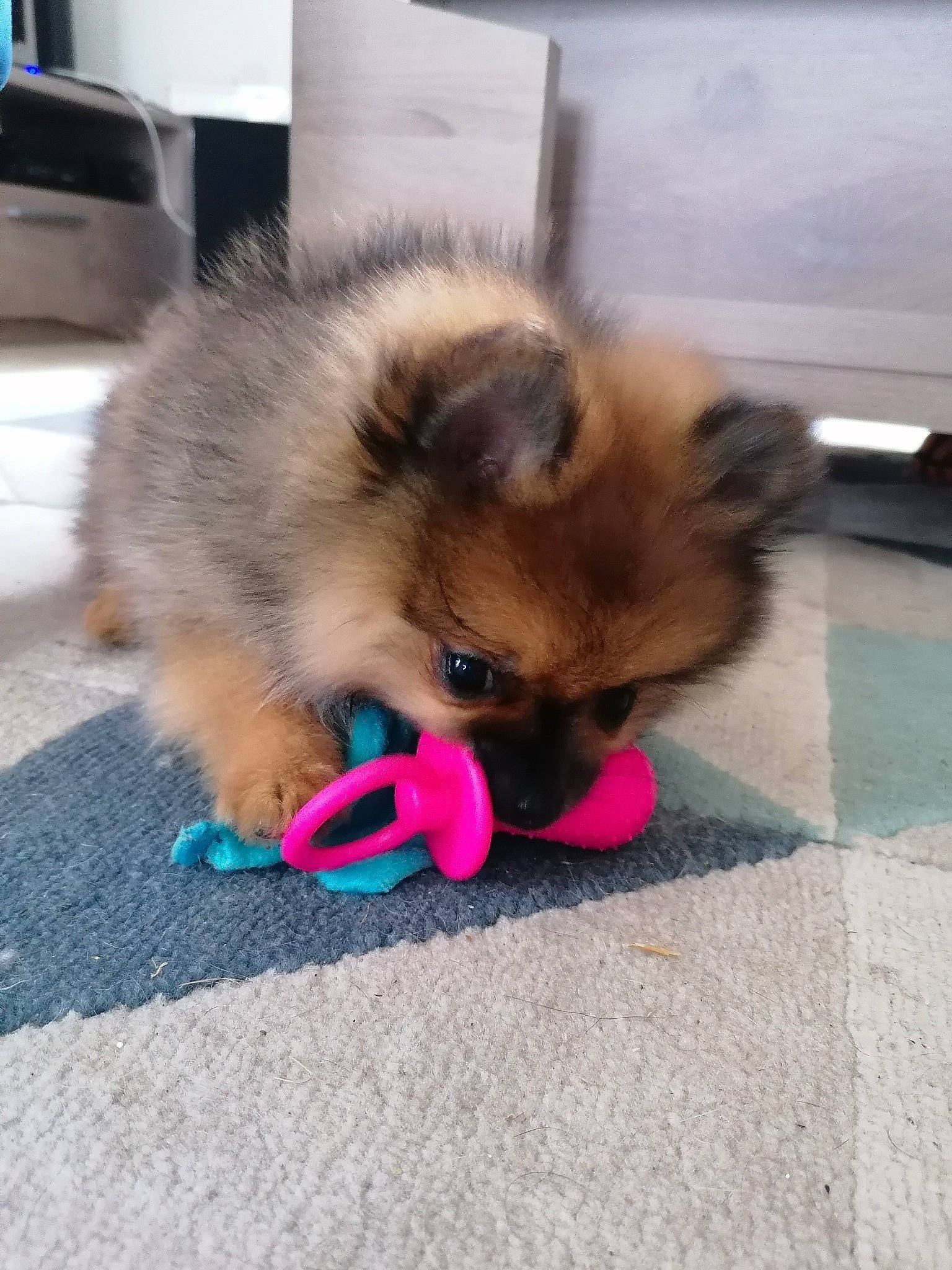 Prada a rejoint le concours — aidez-le/la à gagner de superbes lots ! canidae, carnivore, companion_dog, dog, dog_breed, fawn, german_spitz, german_spitz_klein, german_spitz_mittel, mammal, non_sporting_group, pomeranian, puppy, spitz, toy_dog, vertebrate