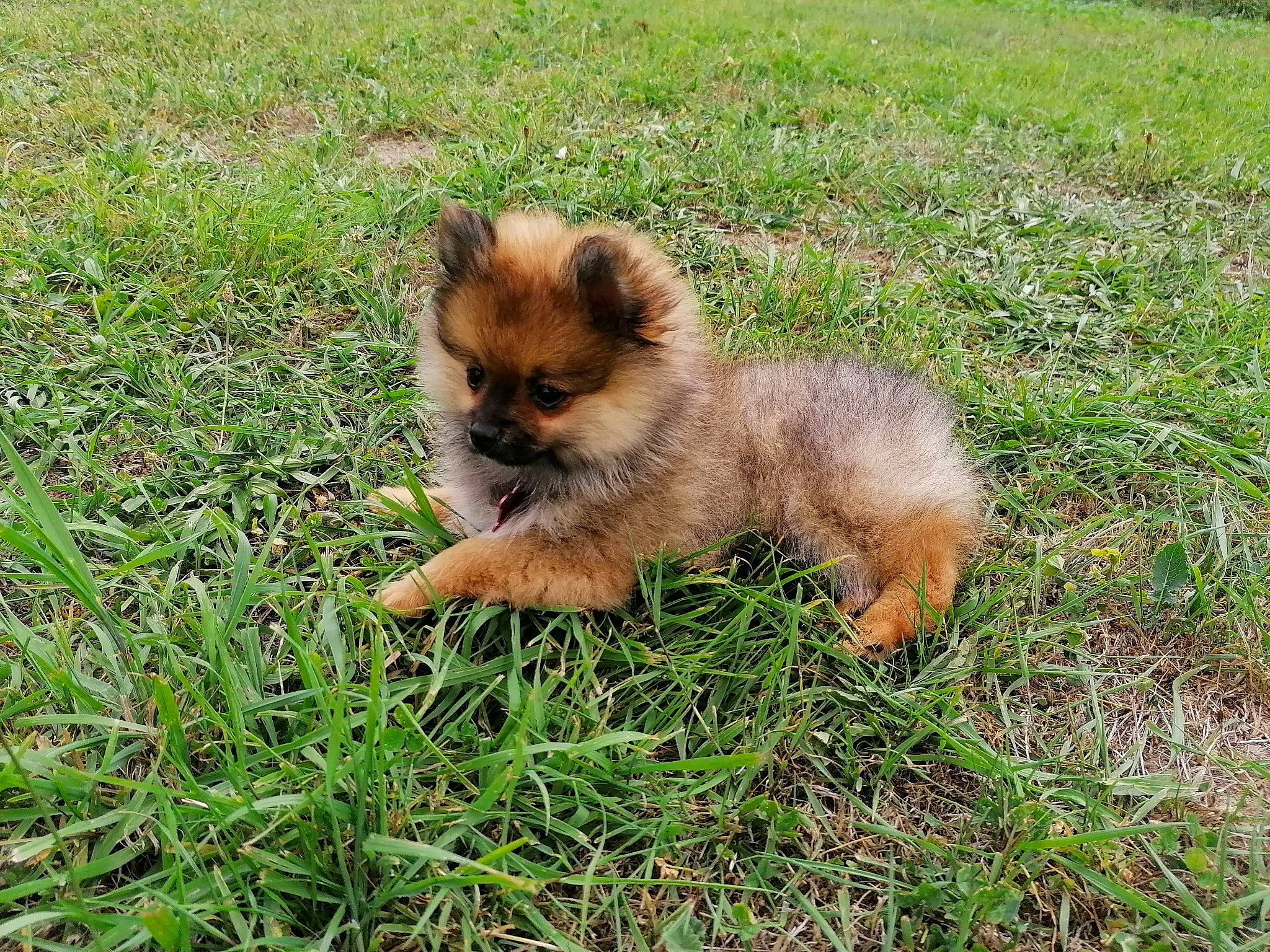 Prada a rejoint le concours — aidez-le/la à gagner de superbes lots ! canidae, carnivore, companion_dog, dog, dog_breed, eurasier, fawn, german_spitz, german_spitz_klein, german_spitz_mittel, grass, mammal, non_sporting_group, plant, pomeranian, puppy, spitz, sporting_group, toy_dog, vertebrate